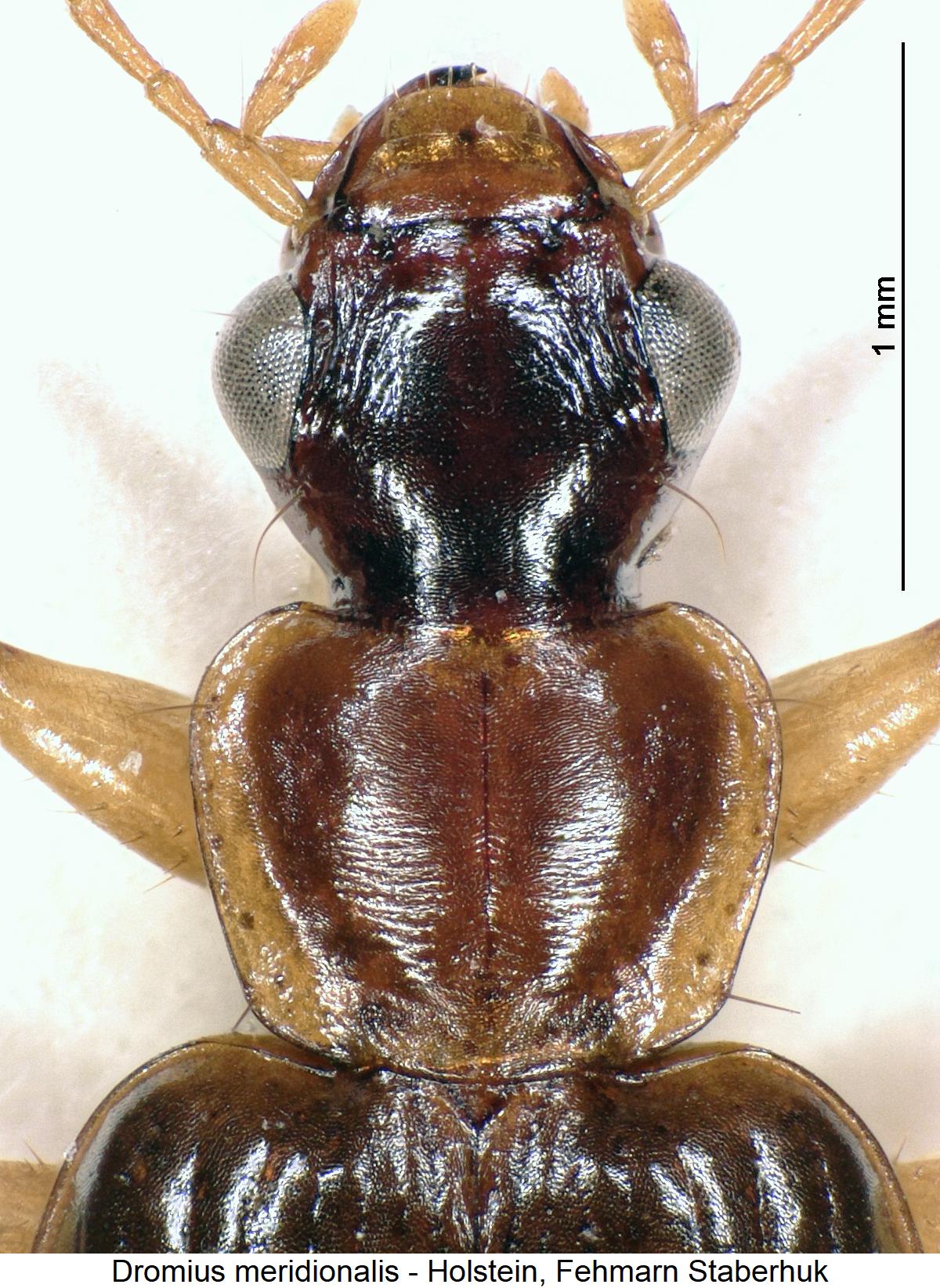 dromius_meridionalis_vk.jpg