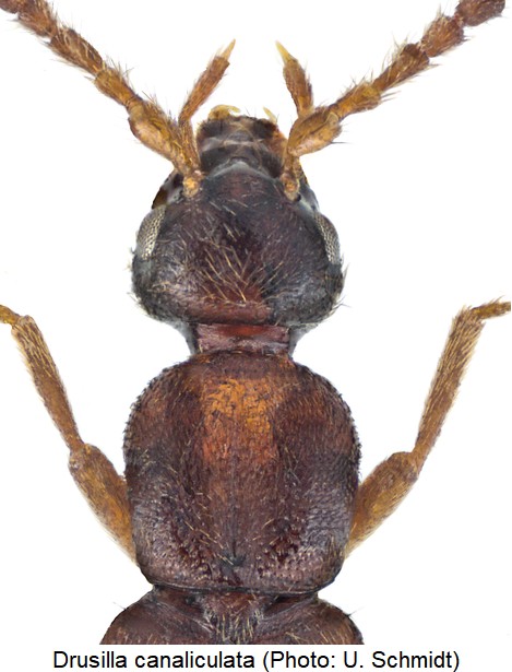 drusilla_canaliculata_vk.jpg