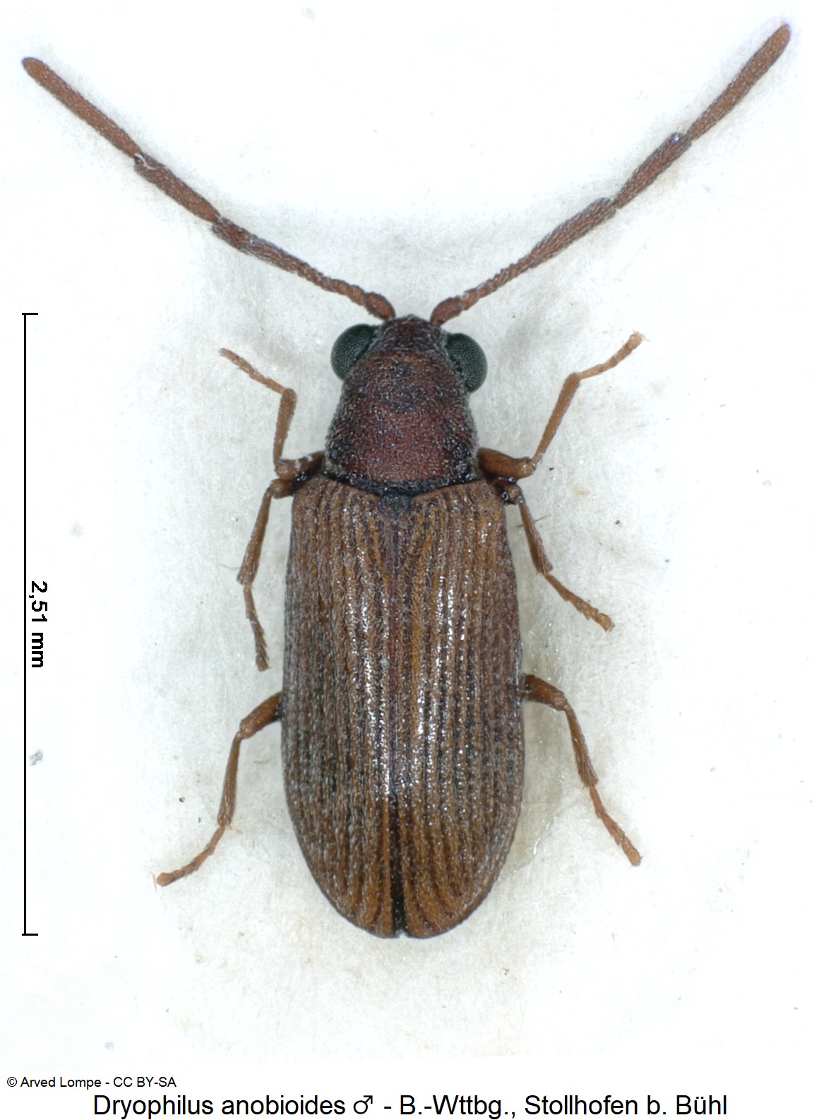 dryophilus_anobioides_m_ck9326_hab.jpg