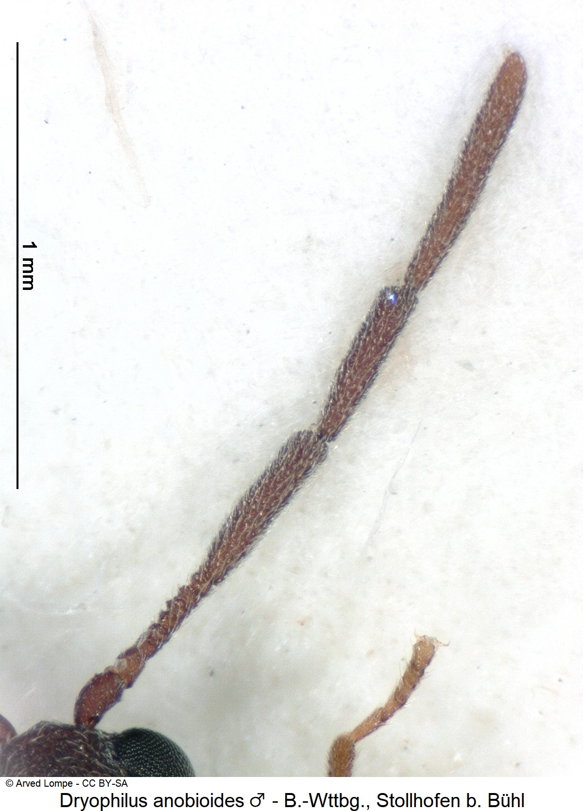 dryophilus_anobioides_m_f.jpg