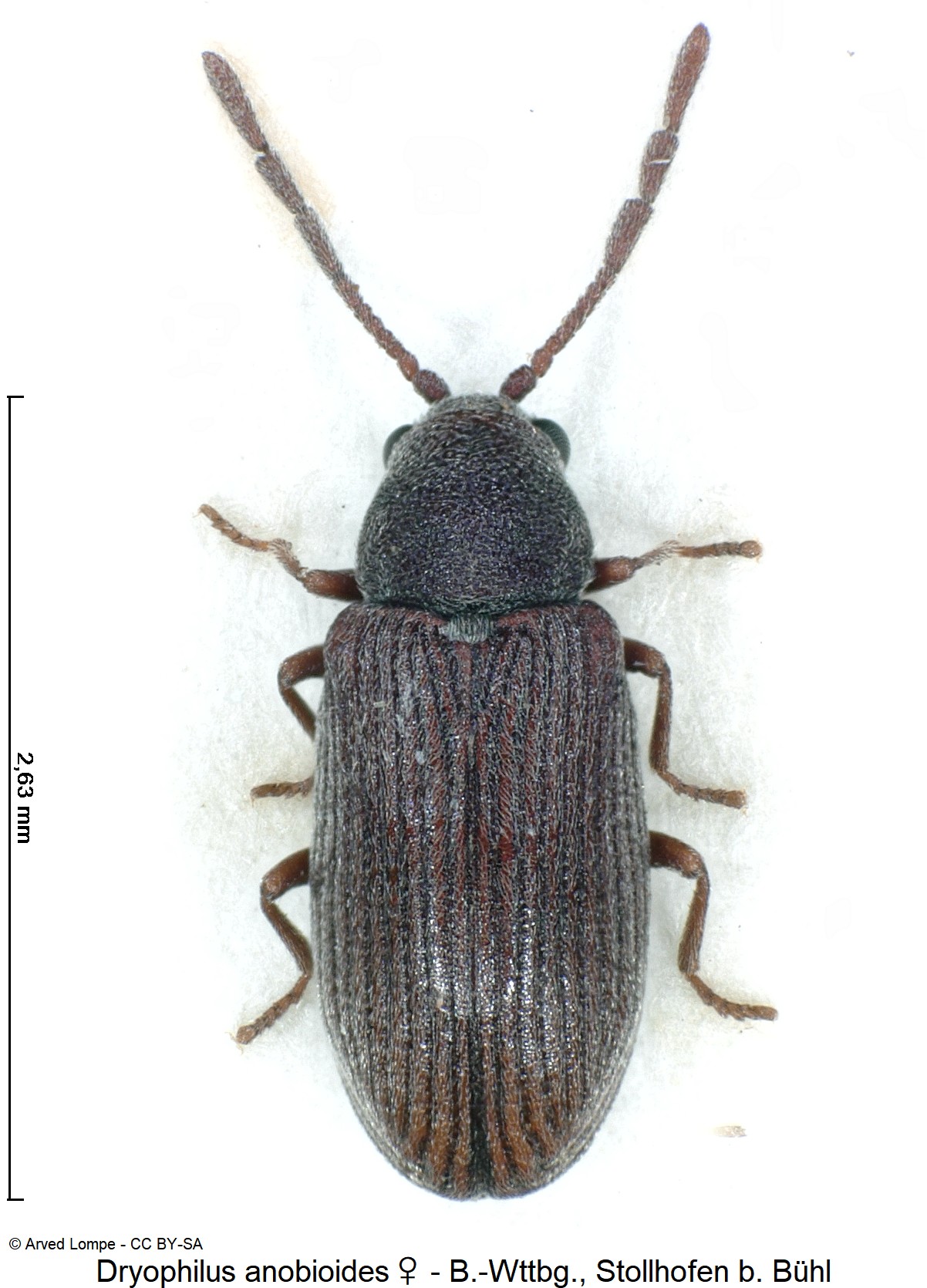 dryophilus_anobioides_w_hab.jpg