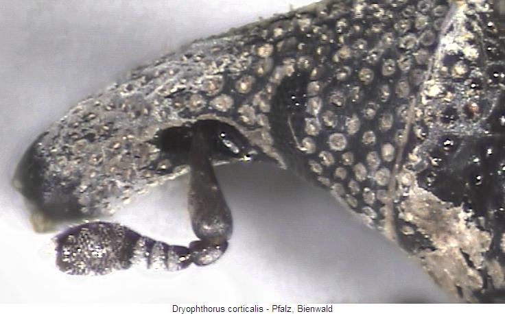 dryophthorus_corticalis_k.jpg