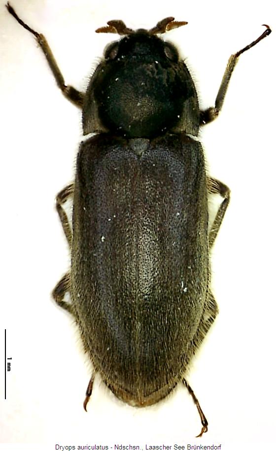 dryops_auriculatus_hab.jpg