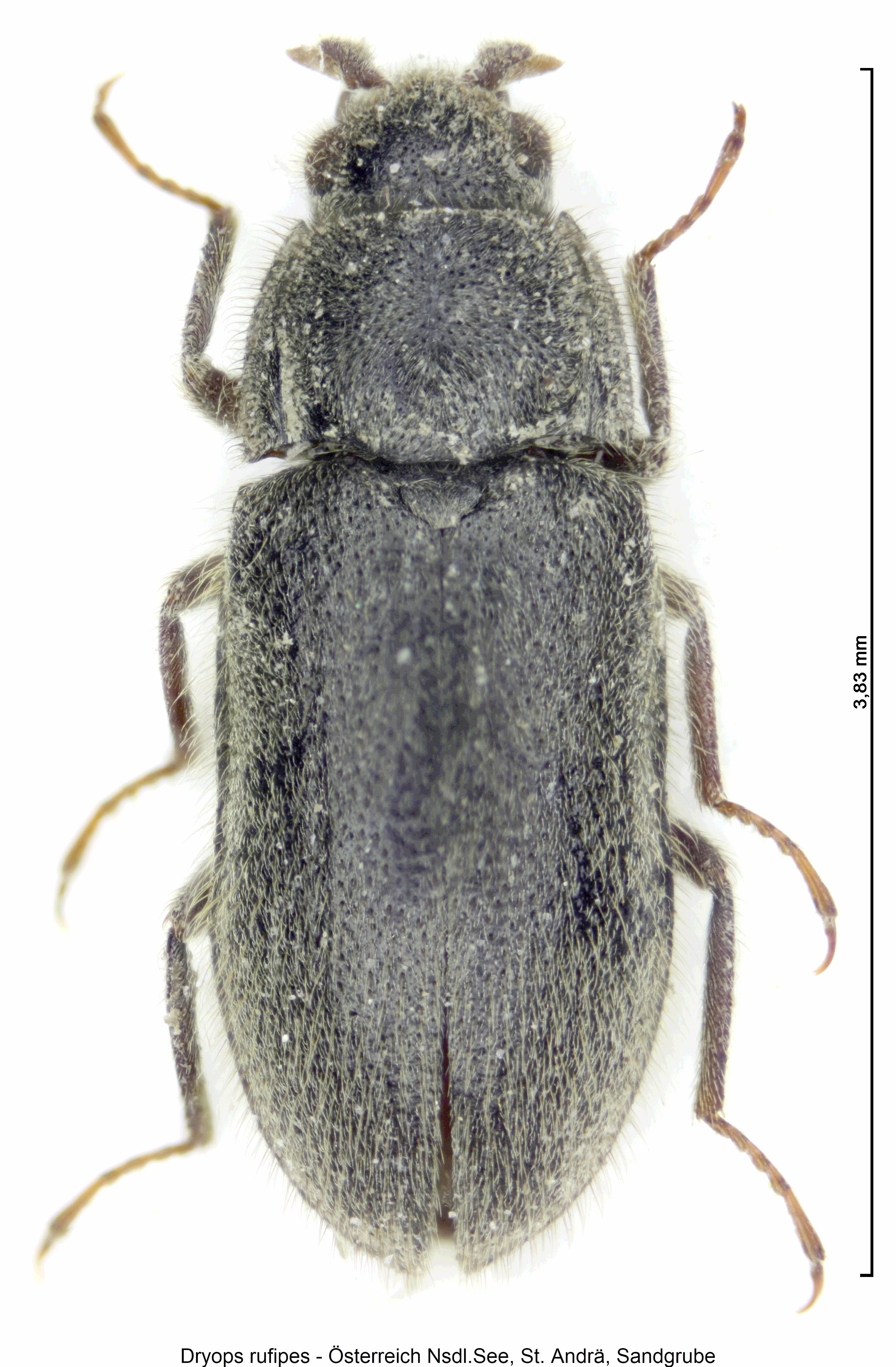 dryops_rufipes_hab.jpg