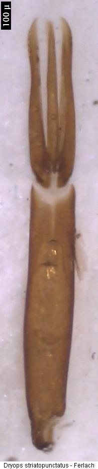 dryops_striatopunctatus.jpg