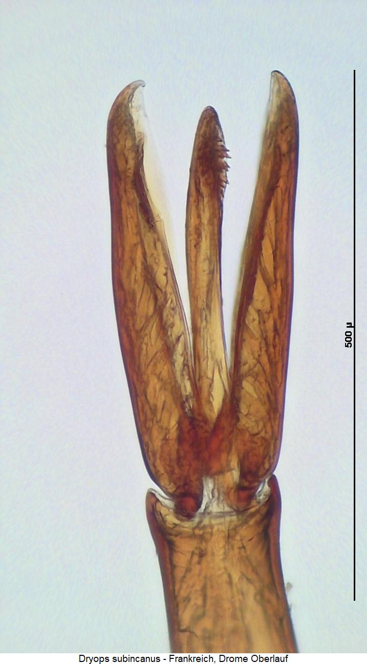 dryops_subincanus1.jpg