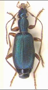drypta_habitus.jpg