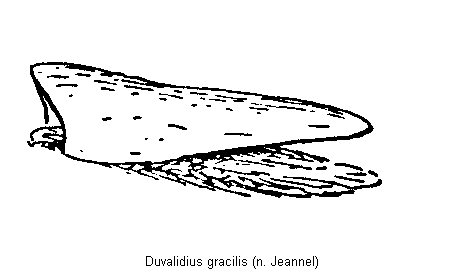 duvalidius_gracilis.gif