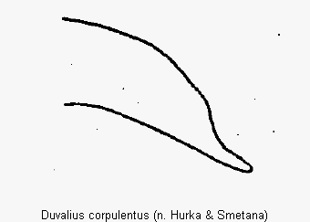 duvalius_corpulentus1.gif