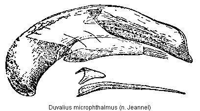 duvalius_microphthalmus.gif