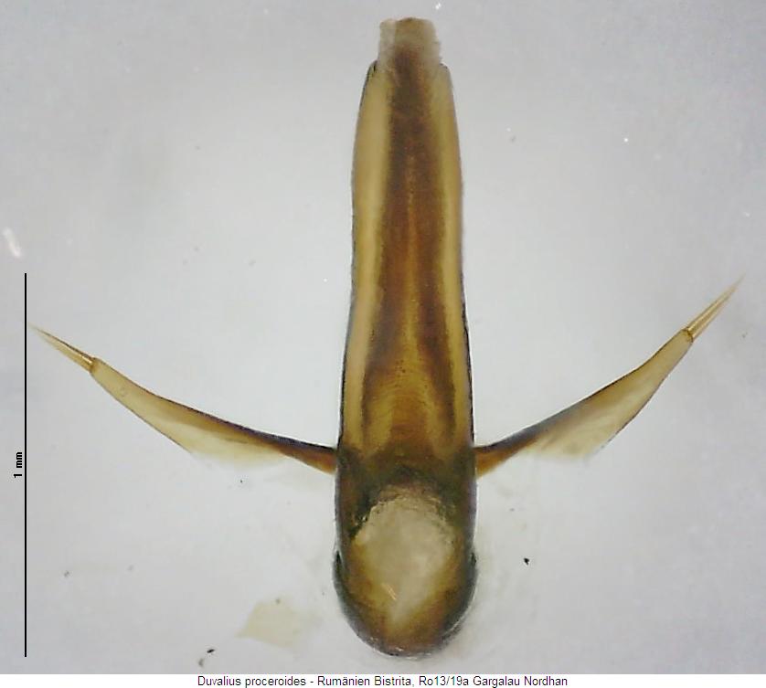 duvalius_proceroides_as.jpg