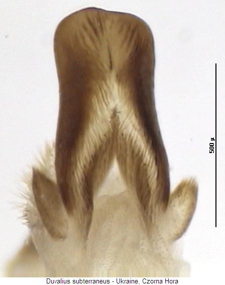 duvalius_subterraneus_pc.jpg