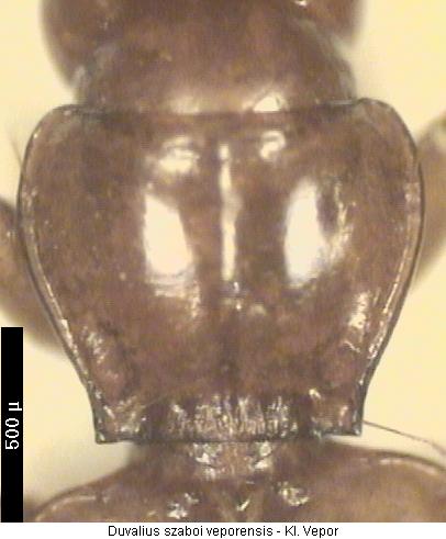 duvalius_veporensis_hsch.jpg