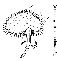 dynamopus_sp_hschn.gif