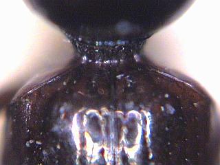 dyschirius_angustatus_fld.jpg