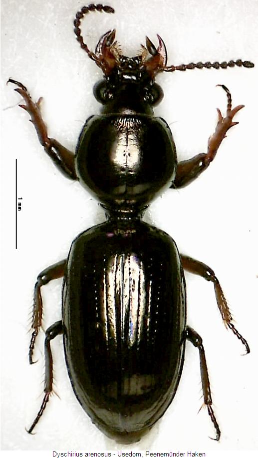 dyschirius_arenosus_hab.jpg