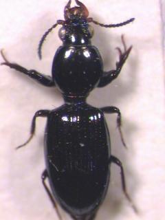 dyschirius_nitidus_hab.jpg