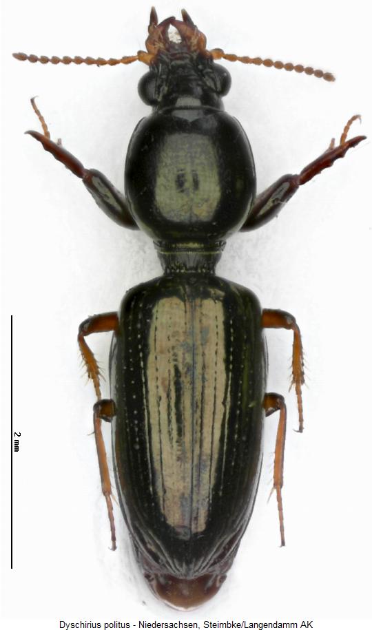 dyschirius_politus_hab2.jpg