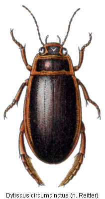 dytiscus_circumcinctus_hab.gif