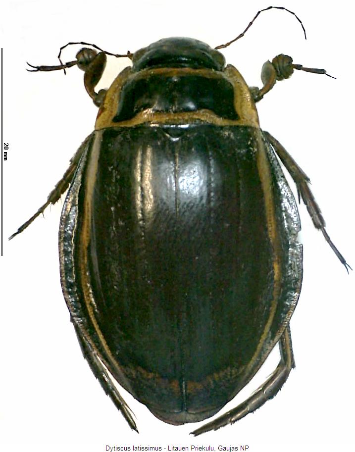 dytiscus_latissimus_hab.jpg