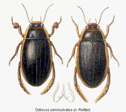 dytiscus_semisulcatus_hab.gif