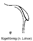 e-fluegelfoermig.gif