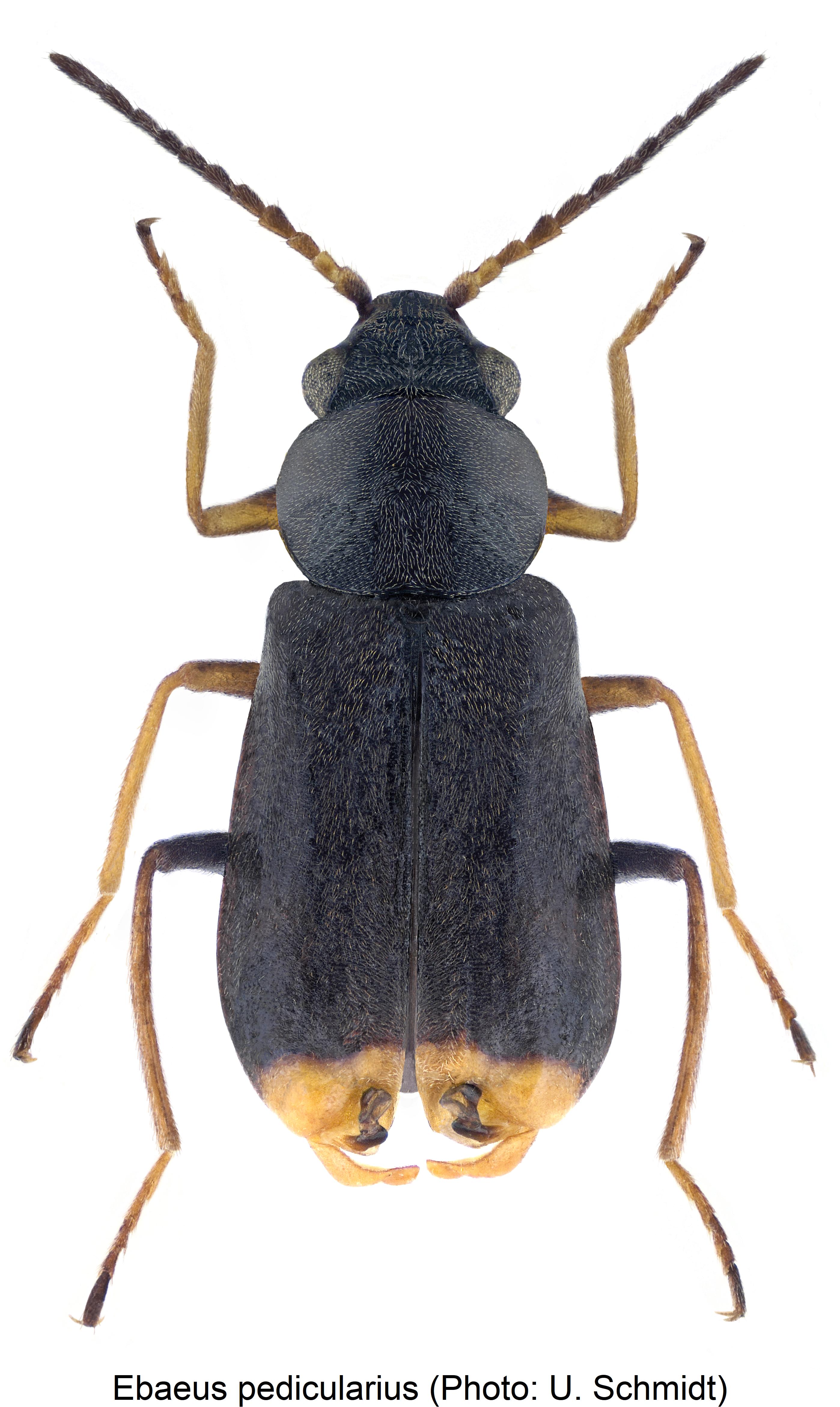 ebaeus_pedicularius_hab.jpg