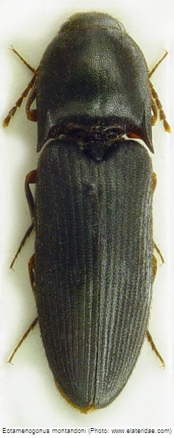 ectamenogonus_montandoni_hab.jpg