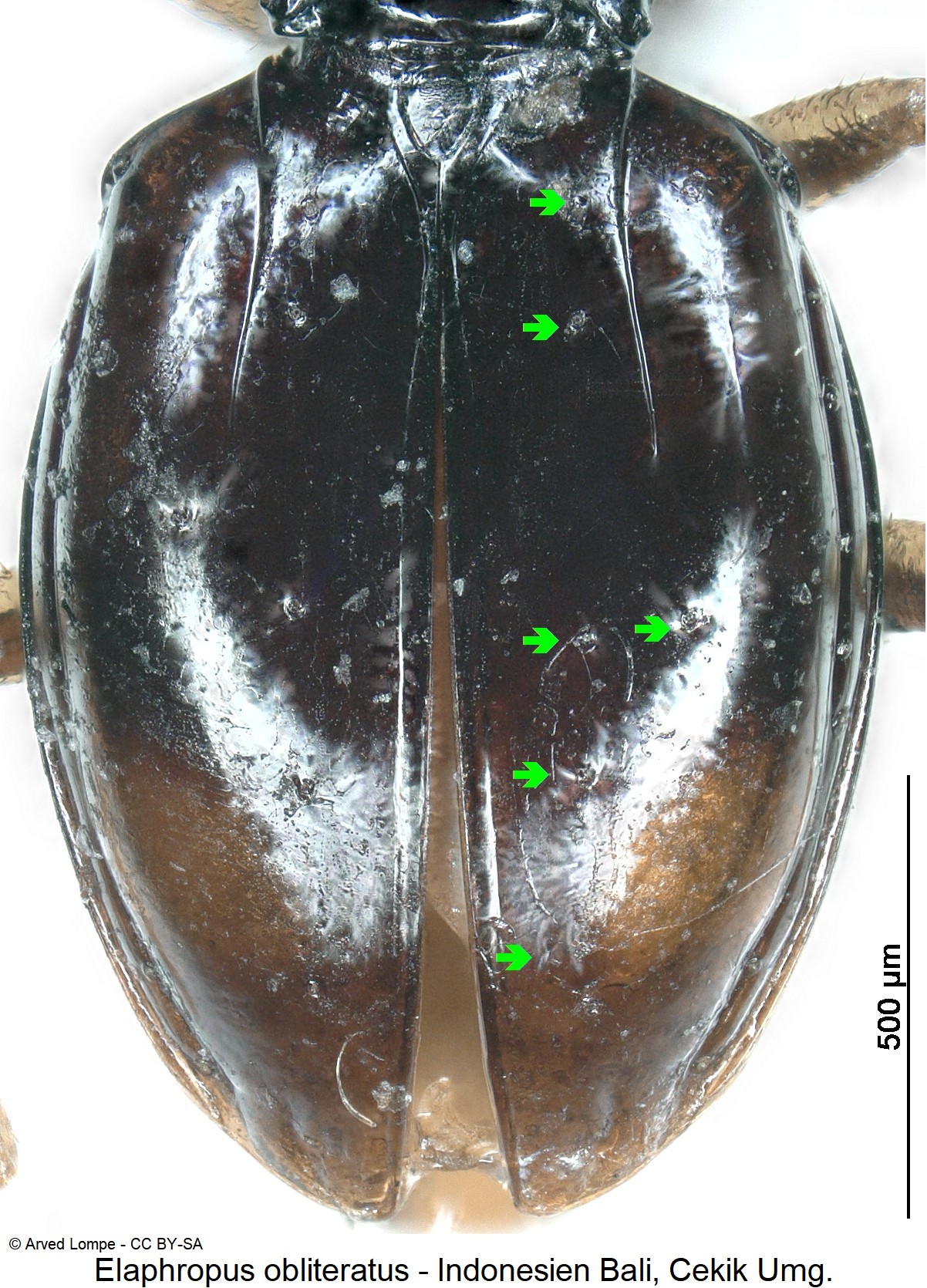 elaphropus_obliteratus_fld.jpg