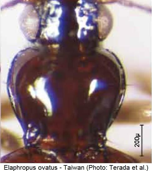 elaphropus_ovatus_vk.jpg