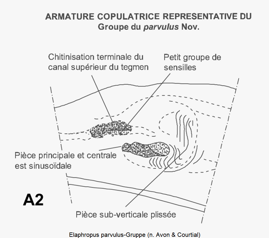 elaphropus_parvulus-gruppe.gif