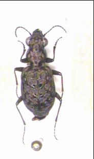 elaphrus_cupreus_hab.jpg
