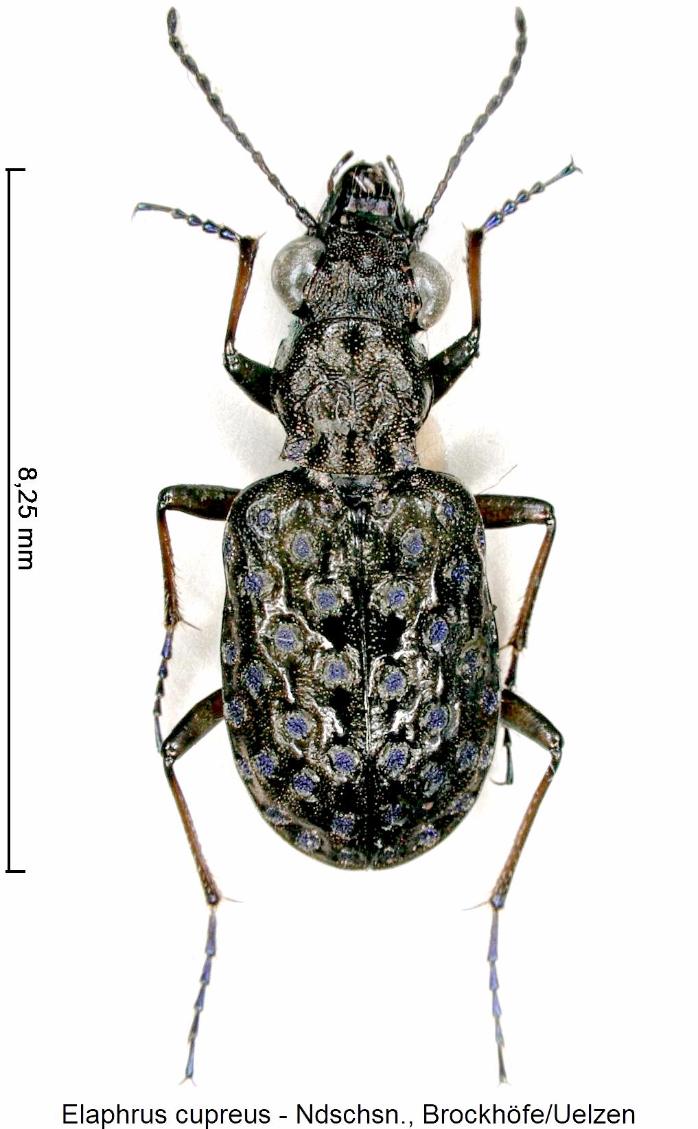 elaphrus_cupreus_hab2.jpg
