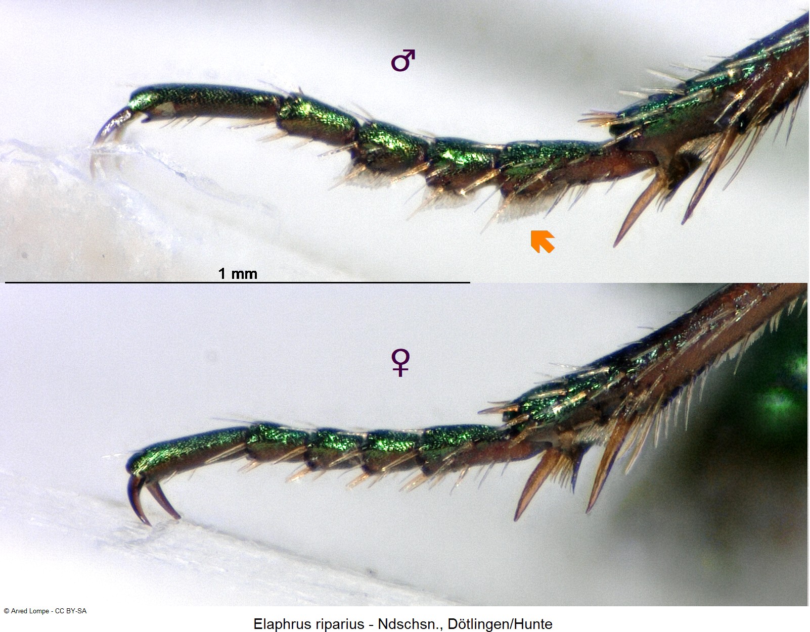 elaphrus_riparius_ck17380_vtr_sa.jpg