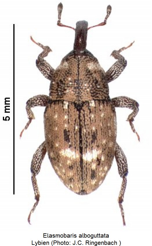 elasmobaris_alboguttata_hab.jpg