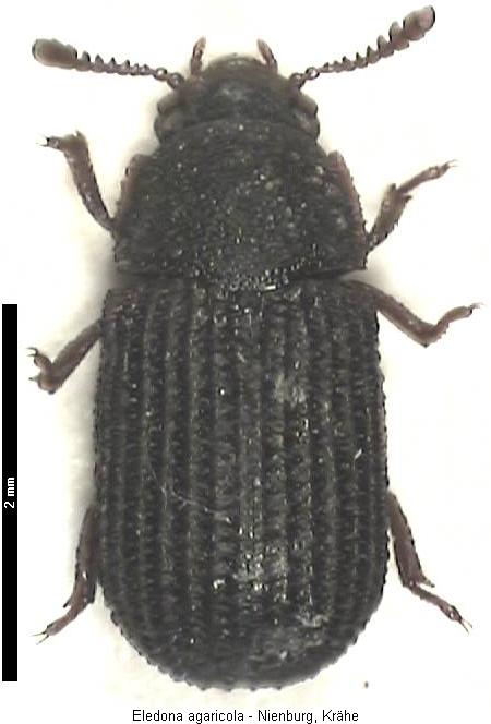 eledona_agaricola_hab.jpg