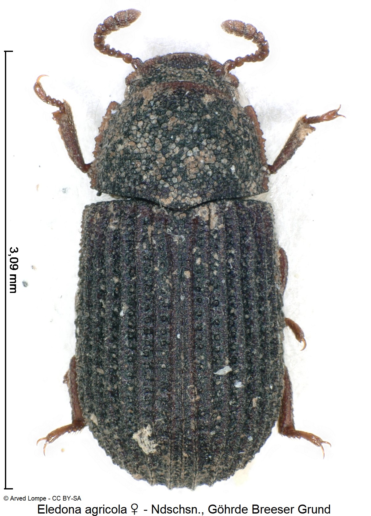 eledona_agricola_ck10165_hab.jpg