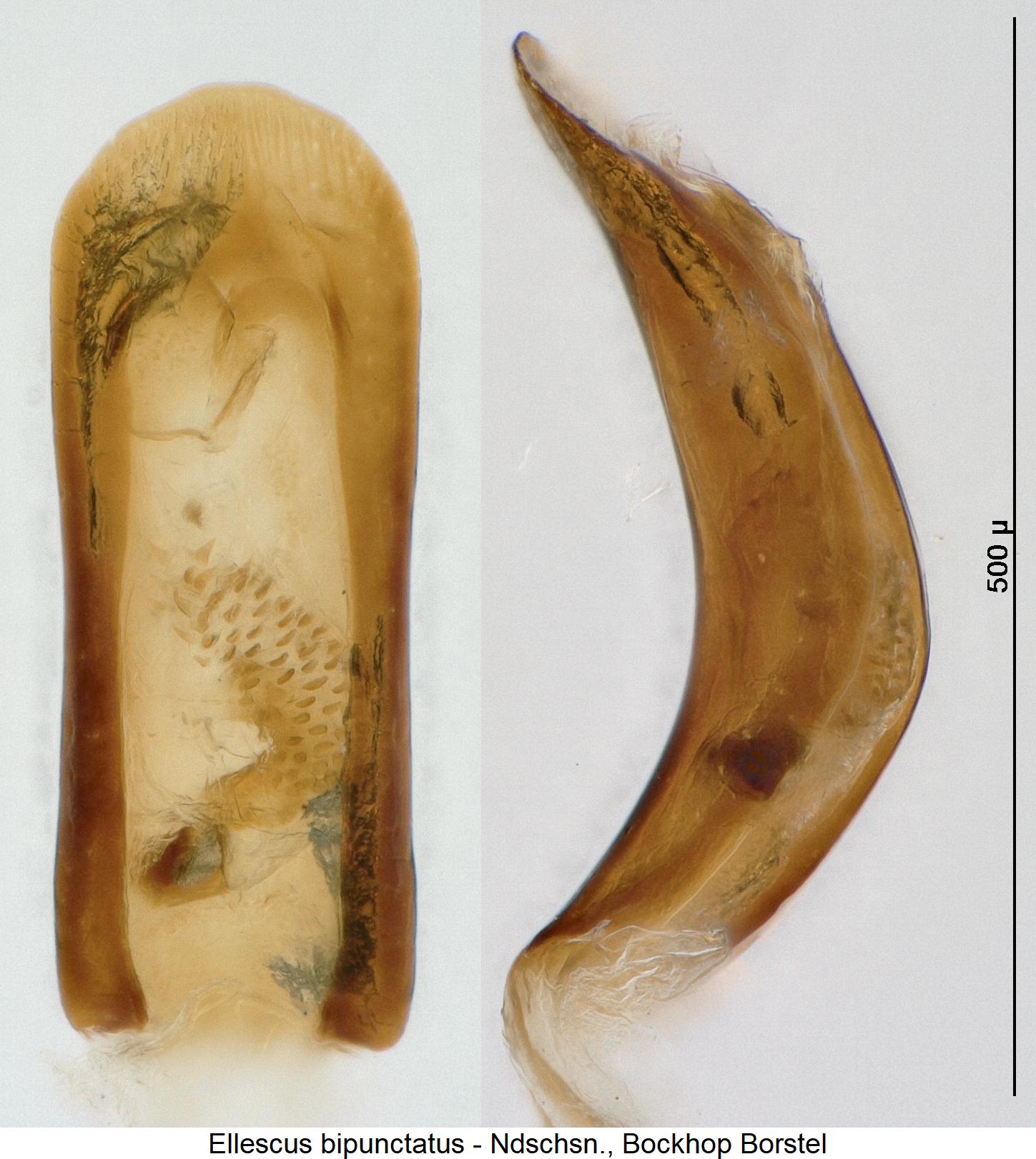 ellescus_bipunctatus.jpg