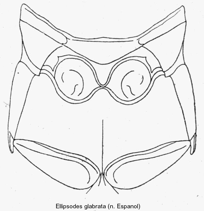 ellipsodes_glabrata_mesost.gif
