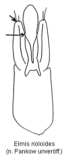 elmis_rioloides.gif