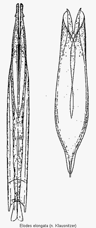 elodes_elongata2.gif