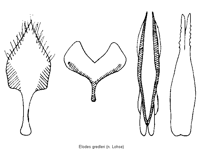 elodes_gredleri.gif