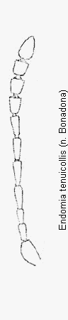 endomia_tenuicollis_f.gif