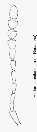 endomia_unifasciata_f.gif