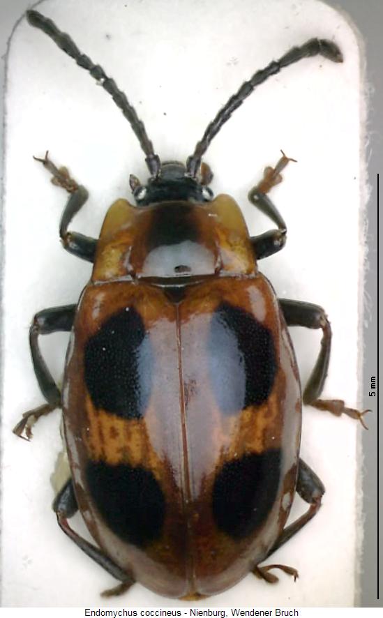 endomychus_coccineus_hab.jpg
