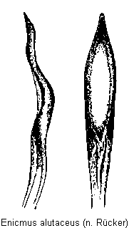 enicmus_alutaceus.gif