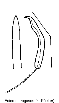 enicmus_rugosus.gif