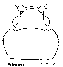 enicmus_testaceus_vk.gif