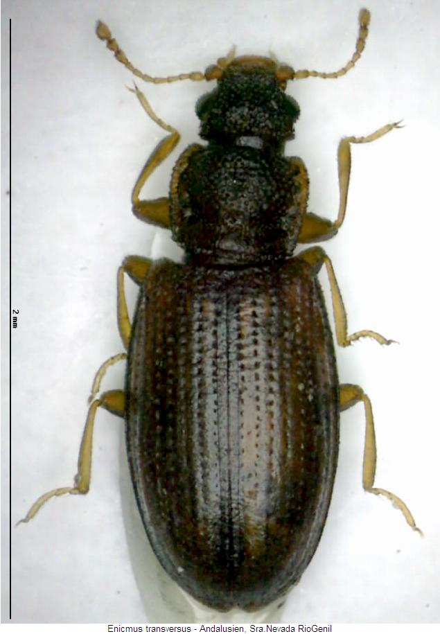 enicmus_transversus_hab.jpg