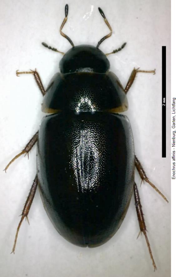 enochrus_affinis_hab.jpg